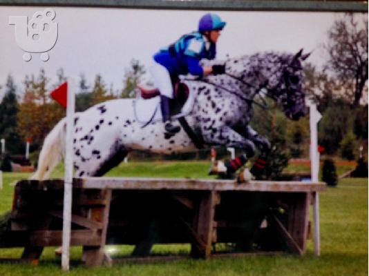 PoulaTo: 10 chronón Kfps Reg Friesian Mare